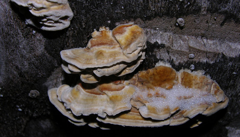 In bosco di Quercus cerris(10---fine) (Trametes pubescens)